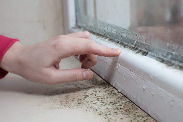 Best Mold-Related Health Consultation  in Wagon Wheel, AZ